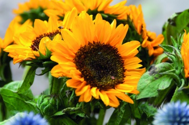 Logotrade promotional product image of: Sunflower seeds in envelope
