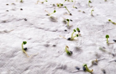 Logotrade promotional item image of: A4 wildflower seed paper sheet