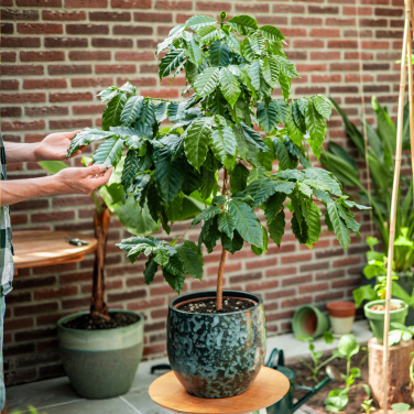 Logotrade promotional gift image of: Treemore Letterbox Trees Coffee